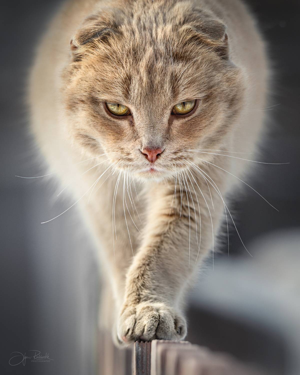 кот, алтай, Рудченко Ольга