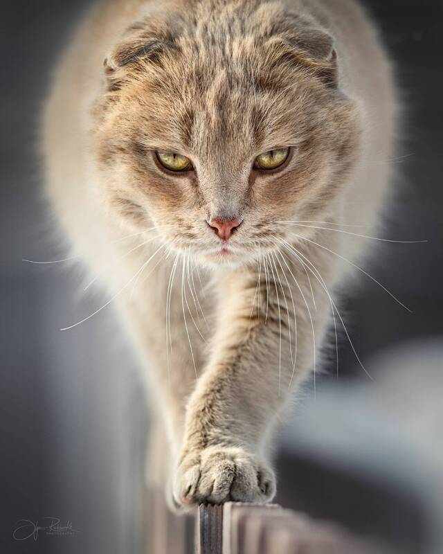 кот, алтай Авторитет фото превью