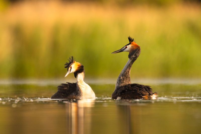 Great crested grebe фото превью