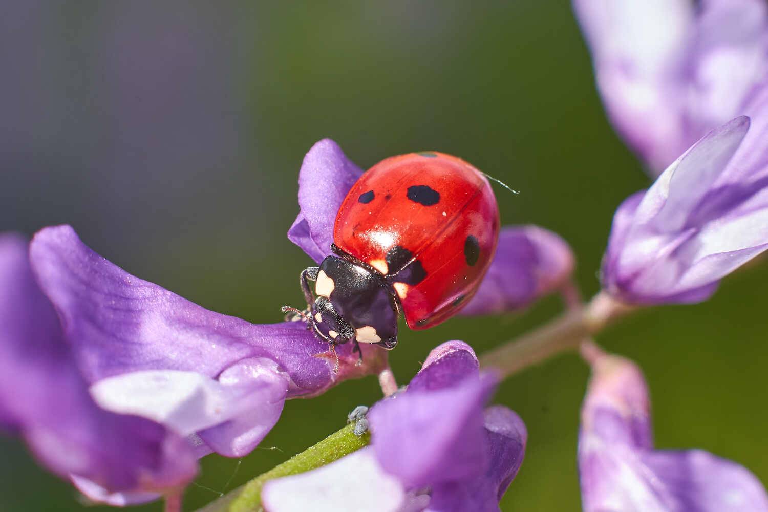 Coccinella septempunctata, семиточечная коровка, Павел Сторчилов