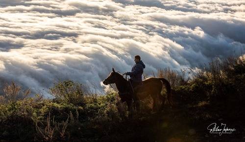 The Karabakh horse — a living symbol of elegance, speed, and the timeless beauty of Azerbaijan.