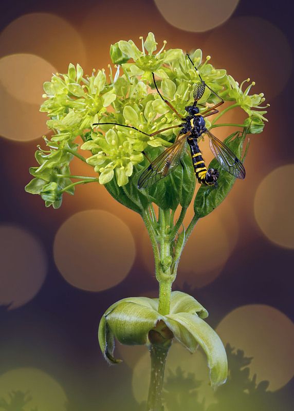 Клён, цветы, комар Весенний букет с комаром фото превью