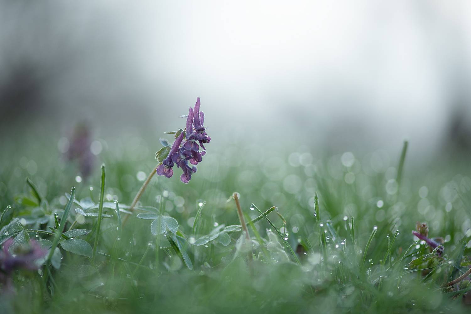 первоцвет, хохлатка, воронеж, природа, макро, утро, роса, nikon d 850, carl zeiss makro-planar t* 100mm f/2 zf., Мещеряков Геннадий