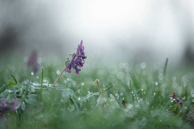 первоцвет, хохлатка, воронеж, природа, макро, утро, роса, nikon d 850, carl zeiss makro-planar t* 100mm f/2 zf. Светлое воскресение... фото превью