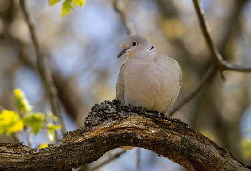 лесной, голубь Лесной голубь.. фото превью