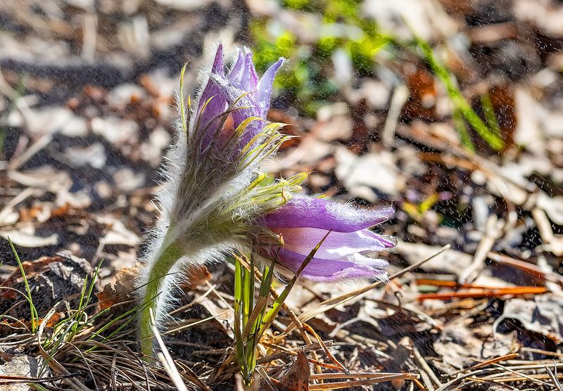 цветы, растения, сон-трава, прострелы Время прострелов фото превью