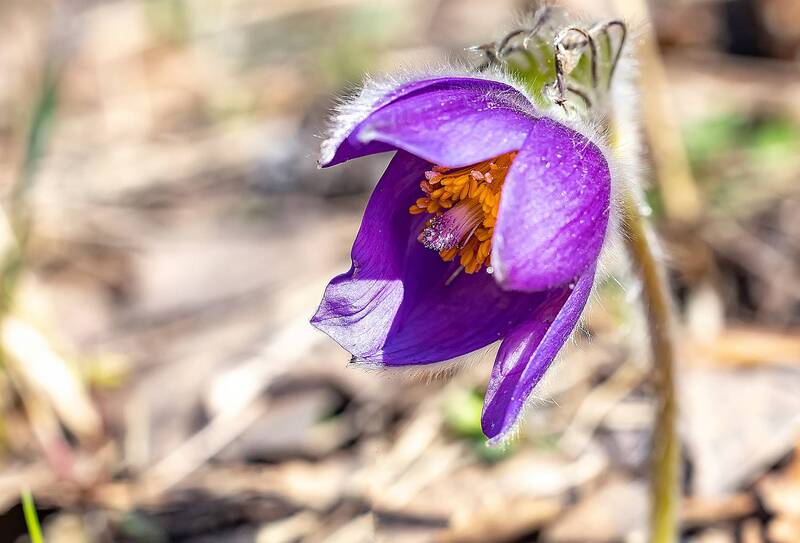 растения, цветы, прострел, сон-трава Цветёт сон-трава фото превью