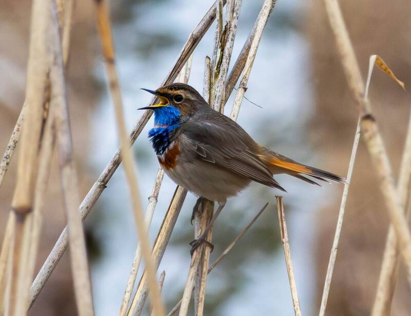 Варакушка фото превью