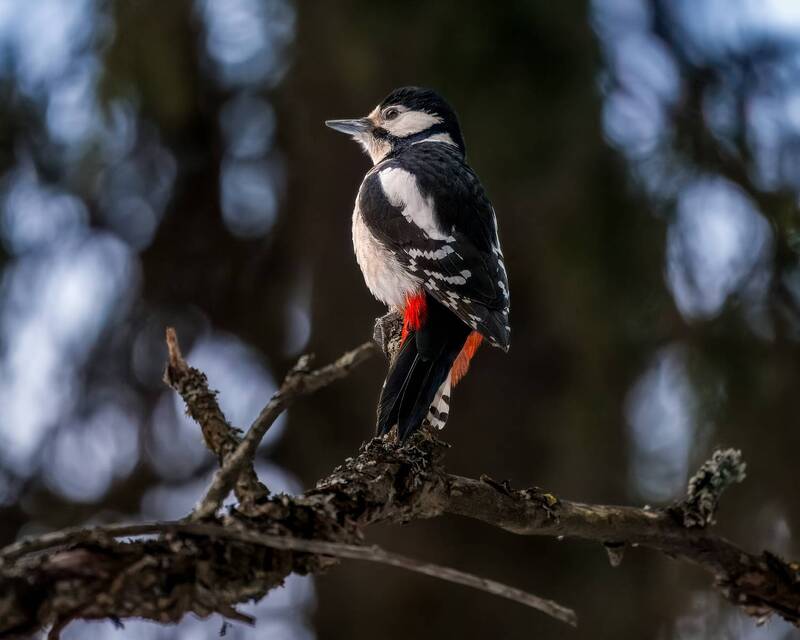 Одна, в тёмном-тёмном лесу... Большой пёстрый дятел /Dendrocopos major. фото превью