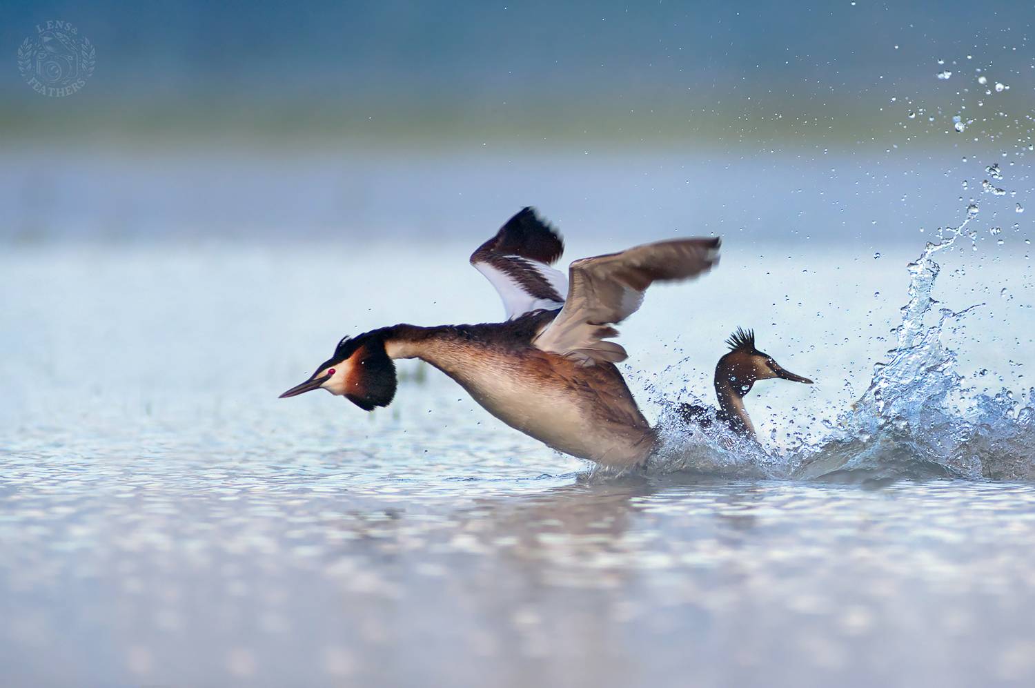 , Евгени Стефанов