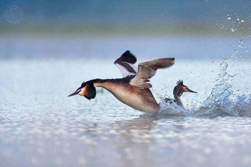 Чомга - Lens and Feathers фото превью