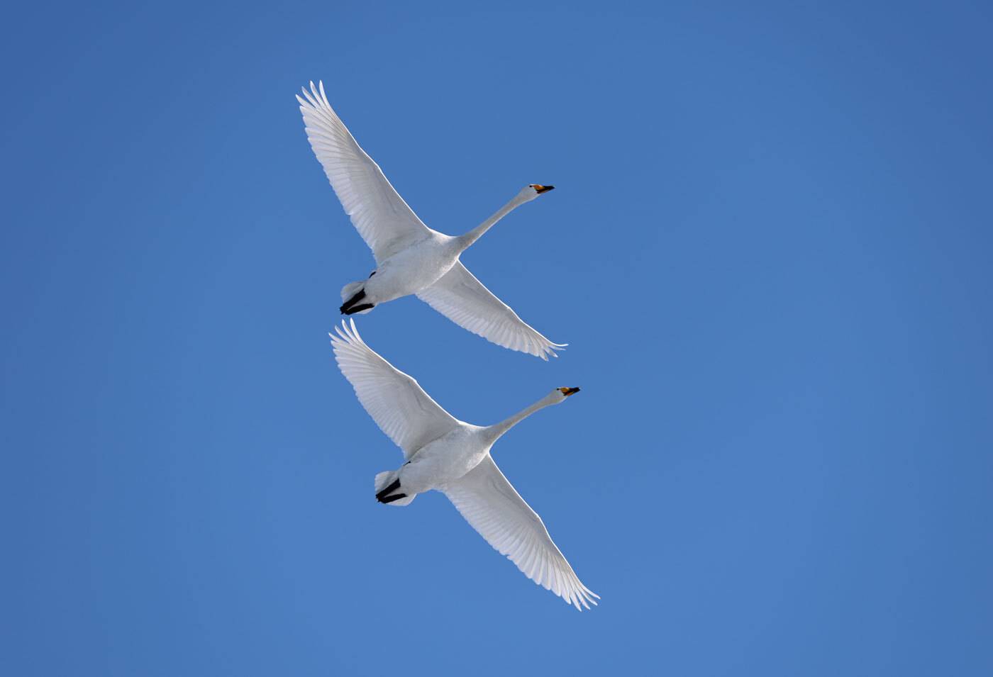 , Владимир Русских