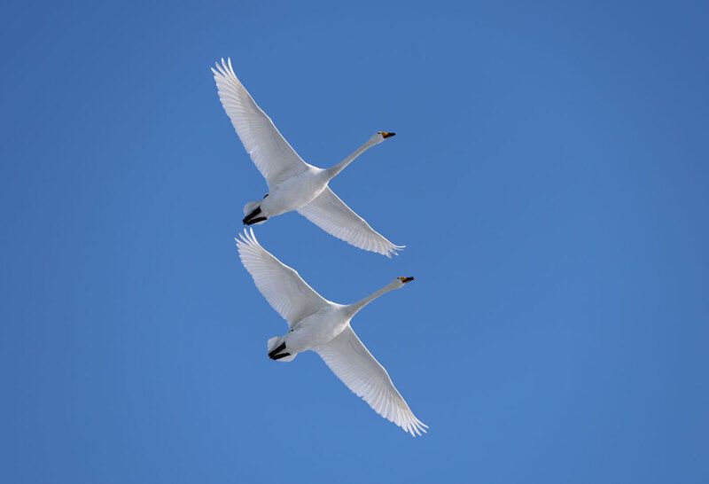 ****** фото превью