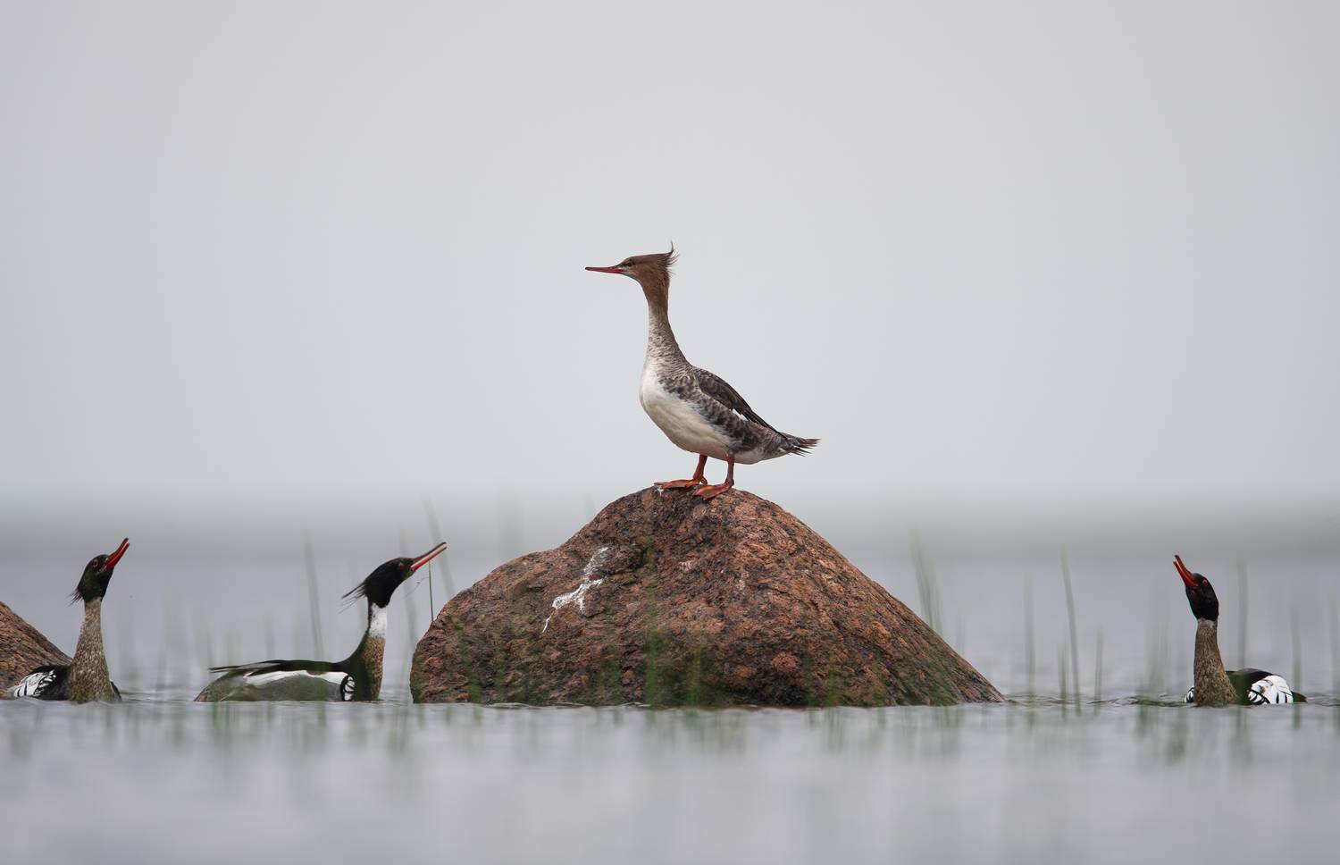 лето, птицы, крохаль, большой крохаль, брачные игры, природа, утка, фауна, ленобласть, Дмитрий Федорако