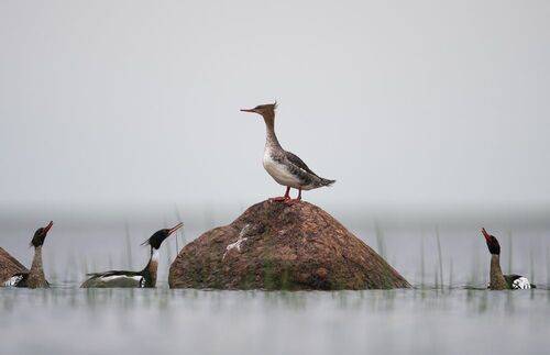 Смотрины женихов // Watching the grooms