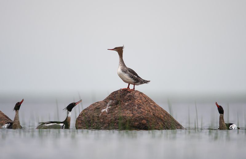 Смотрины женихов // Watching the grooms фото превью