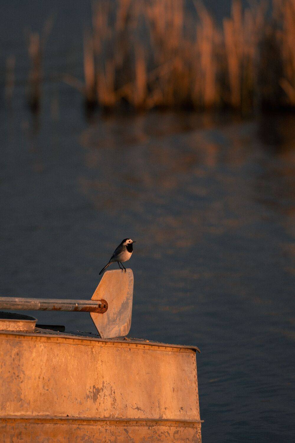 дикая природа, птицы, Белая трясогузка, White Wagtail, золотой час, закат, рассвет, лодка, руль лодки, старая лодка, алюминий, текстура, металл, река, озеро, вода, тростник, боке, композиция, минимализм, тишина, созерцание, природа, орнитология, фотоохота, Олег Сухенко