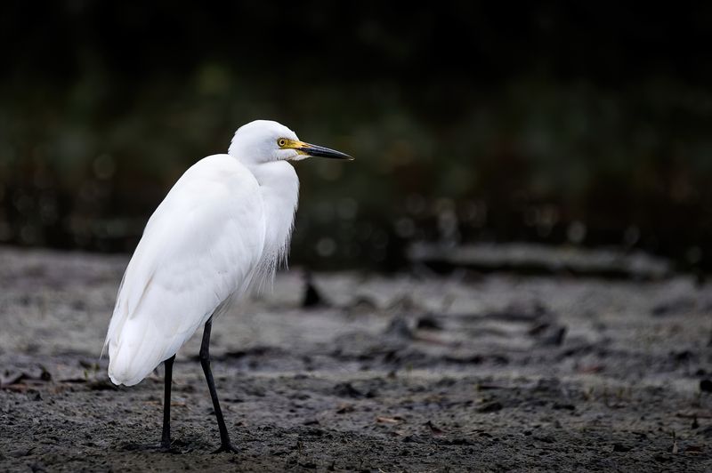 цапля, малая цапля, птица малая белая цапля фото превью
