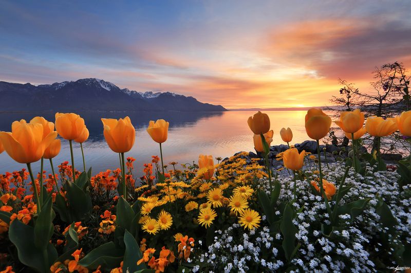swiss Светлый весенний вечер.. фото превью