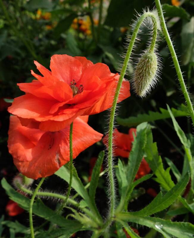 петербург, городской пейзаж, цветы, городские цветы  фото превью