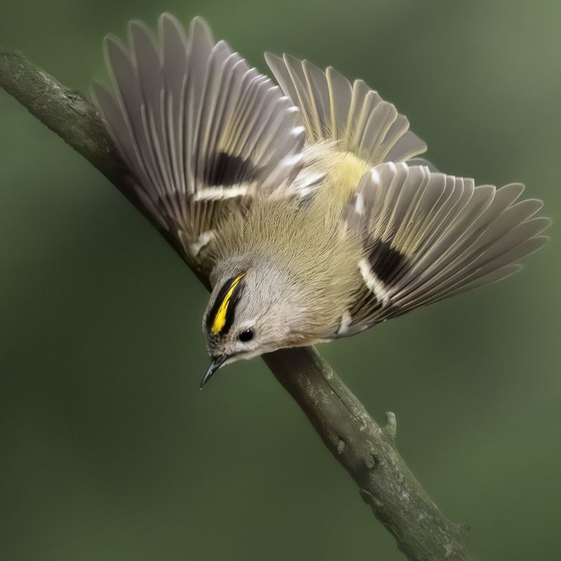 Желтоголовый королек  фото превью