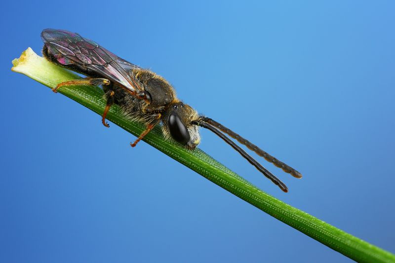 макро, природа, насекомое, пчела, растение, иголка Пчелка фото превью