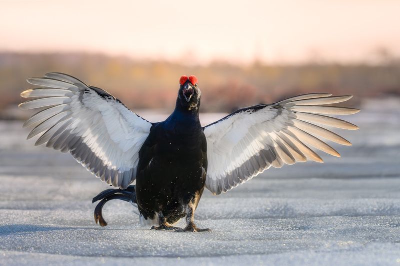 Тетерев, птицы, токование, лес, природа, фотоохота, утро, болото Расправив крылья фото превью