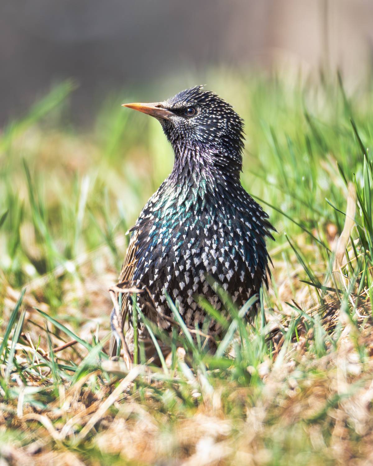 обыкновенный скворец, скворец, птицы москвы, птицы, птицы россии, птицы мира, птицы европы, живая природа, природа, апрель, весна, орнитология, фотоохота, Жгилёв Сергей