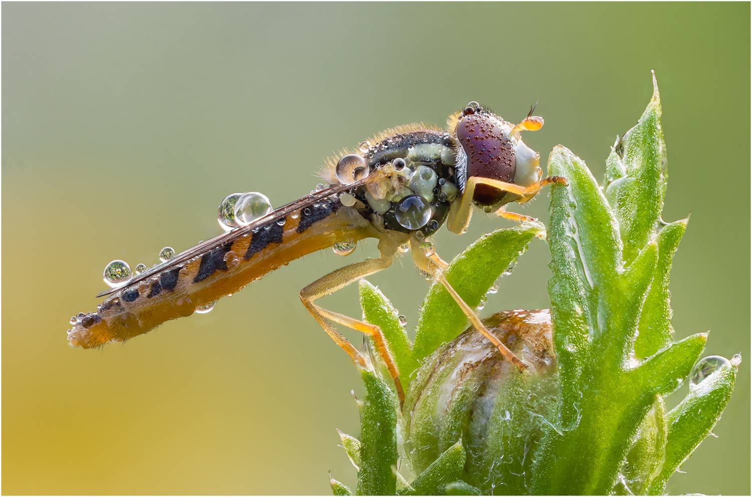 муха, муха журчалка, hoverfly, Alexsandr Grigoriev
