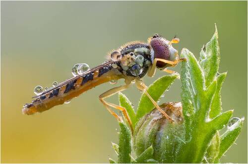Муха журчалка.Hoverfly.