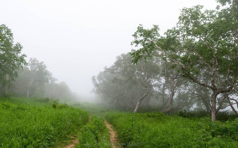 Лето, туман. Камчатка. фото превью
