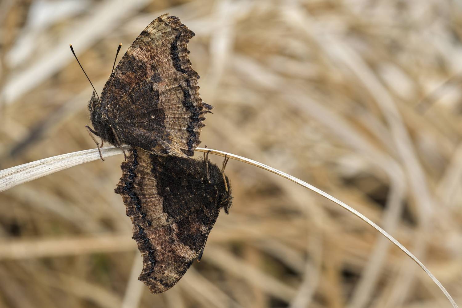 butterfly, mating butterflys, macro, insects, Eimar Kull