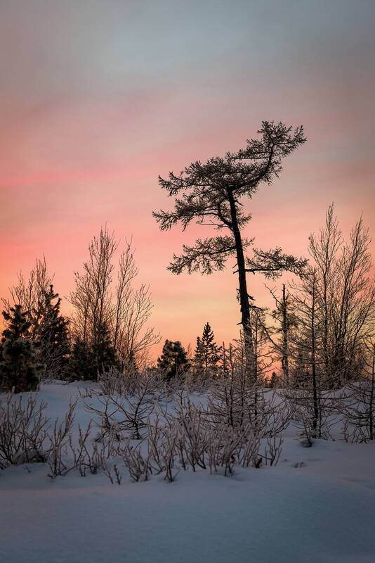 закат, небо, зима, снег, лес, дерево, крайний север, ямал, янао, надым Закат фото превью