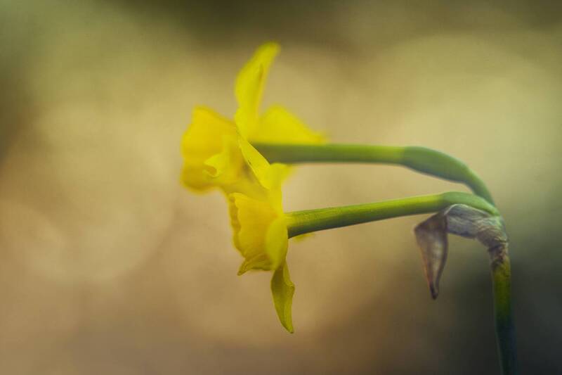 plant, flower, botany, nature, bokeh, springtime Narcissus фото превью