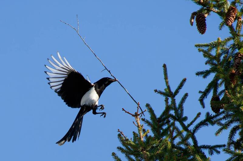 сороки, птицы, весна, полёт, природа, фотоохота, magpie, pica pica, spring, flight, nature, birdwatching Сороки строят гнездо фото превью