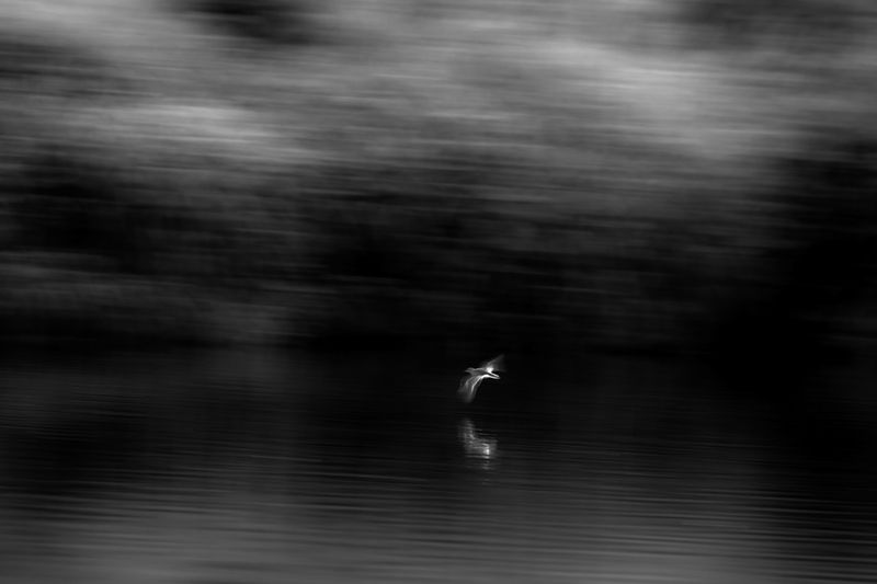 перевозчик Стремительный фото превью