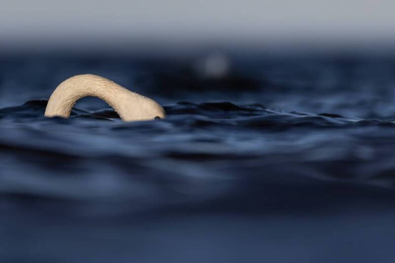 тундровый лебедь, лебедь, красная книга, малый лебедь, птицы  фото превью