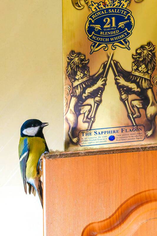 синица  фото превью