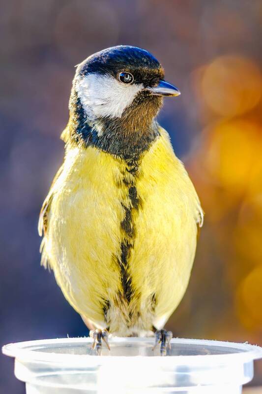 синица  фото превью