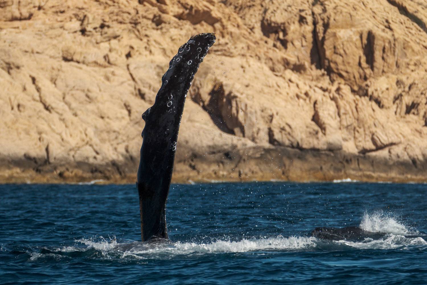 , Денис Семенов