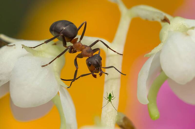 От меня не уйдешь! фото превью