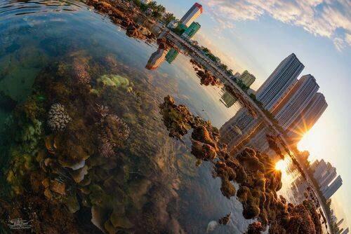 Urban coral
