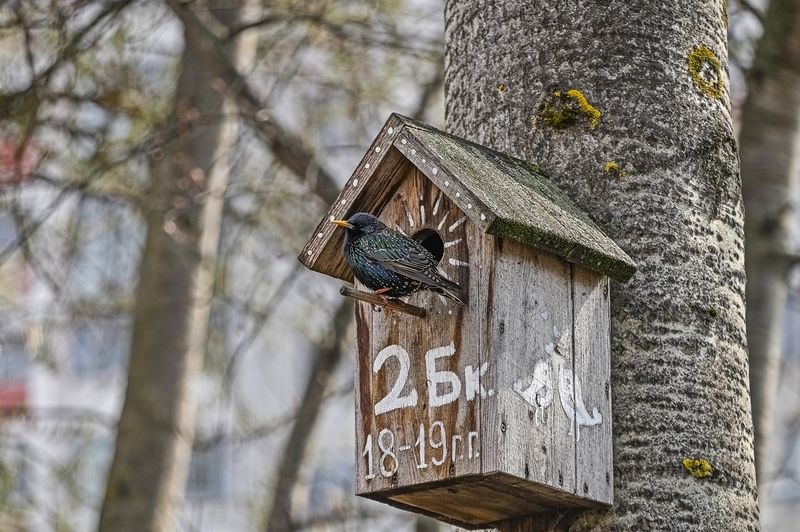 Скворцы прилетели фото превью
