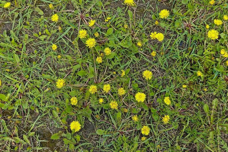 Одуванчики проснулись фото превью