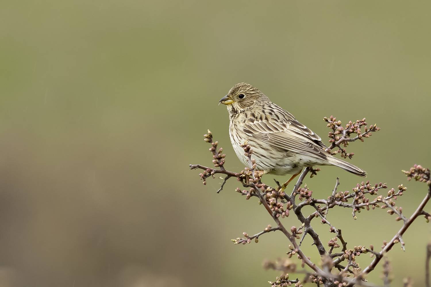 , Валерий Черняк