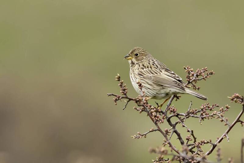 Обыкновенная овсянка фото превью