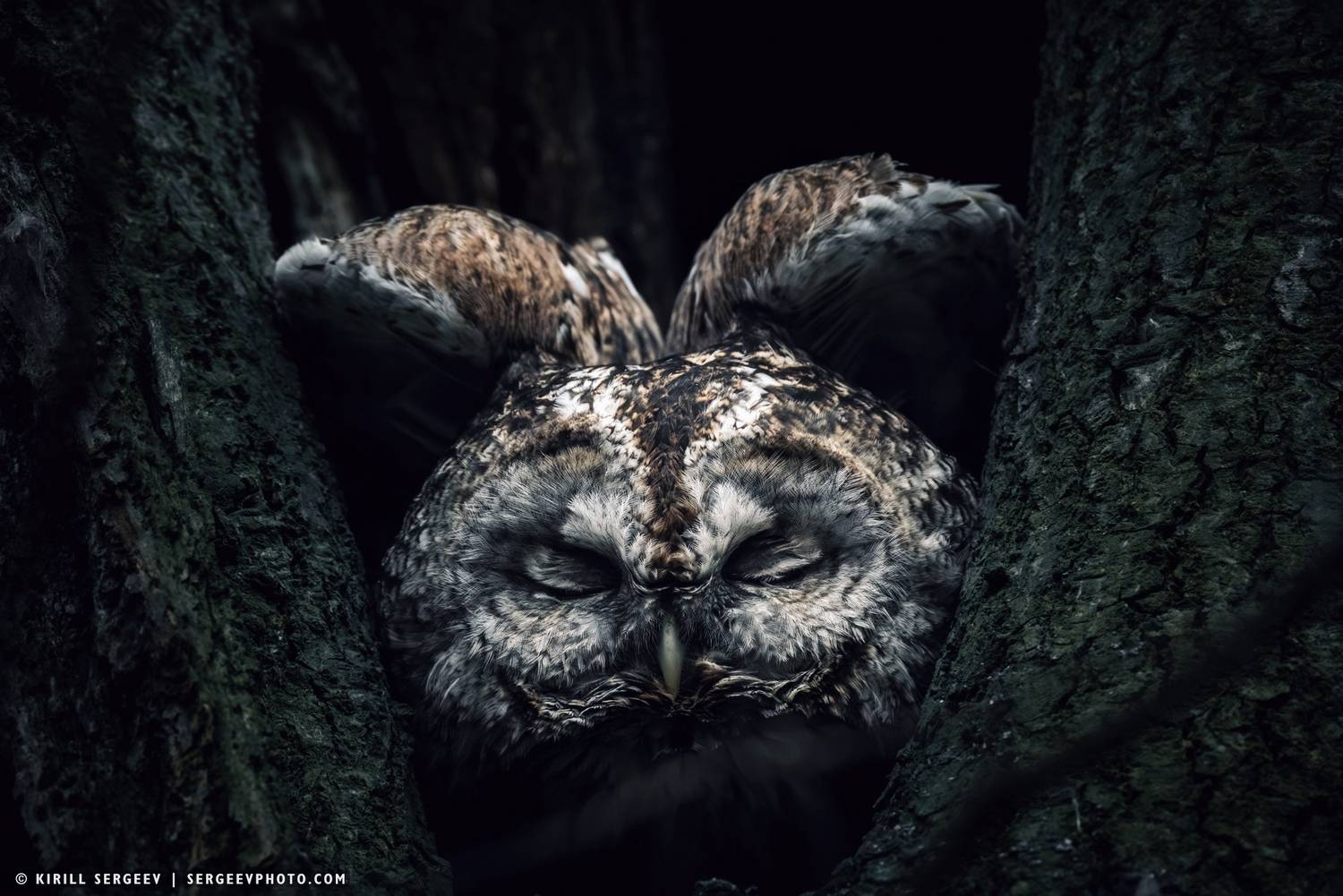 серая неясыть, природа, птица, сова, дерево, лес, парк, хищник, дупло, охотник, tawny owl, nature, bird, owl, tree, forest, park, predator, hollow, hunter, бердвотчинг, птицы россии, орнитология, хищная птица, bird of prey, ornithology, birdwatching, Сергеев Кирилл