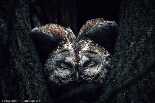 Серая неясыть |  Tawny owl