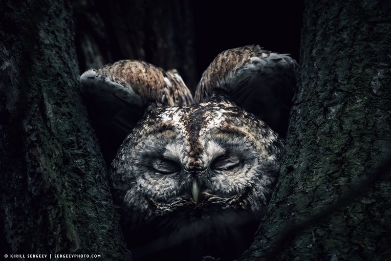 Серая неясыть |  Tawny owl фото превью