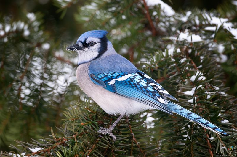 Blue jay фото превью